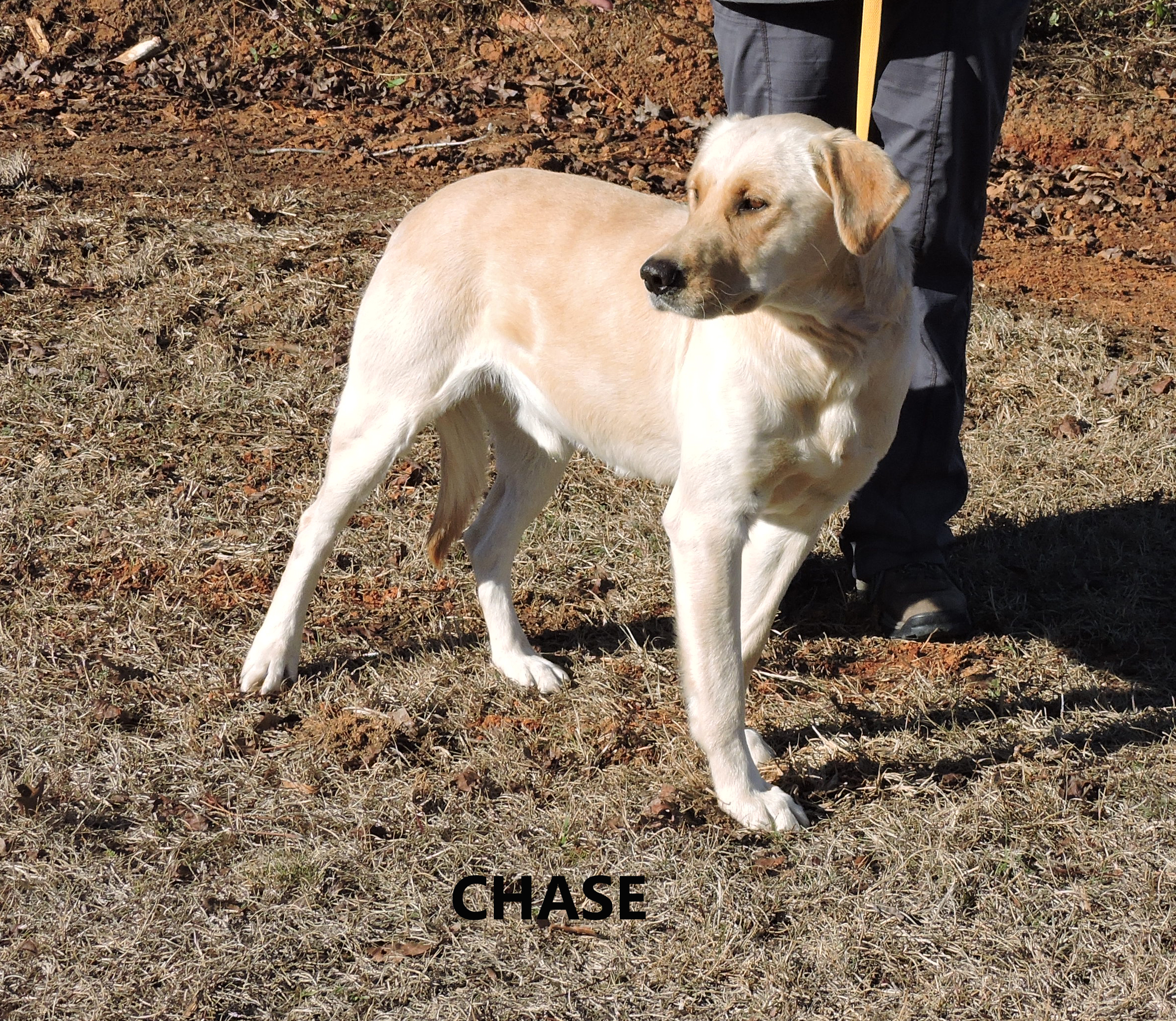 Other Photos of thie Dog