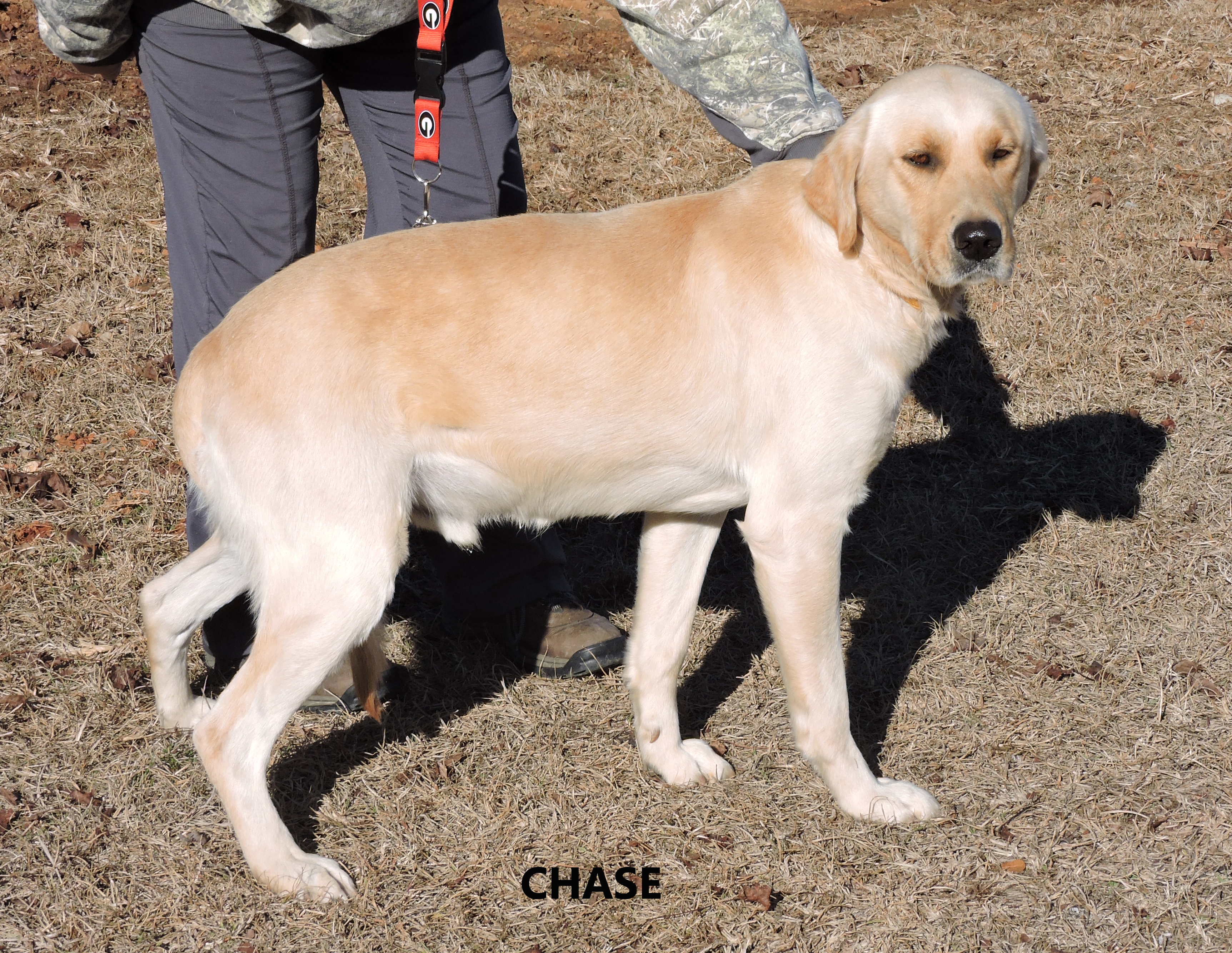 Other Photos of thie Dog