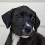 Main Photo of this Dog