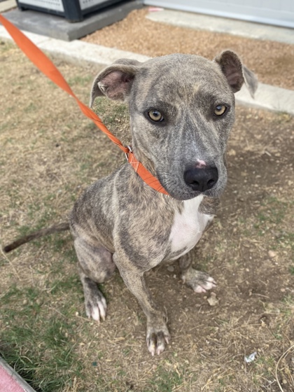 Main Photo of this Dog