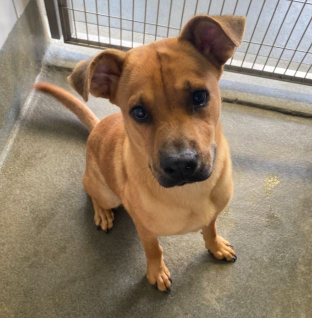 Main Photo of this Dog