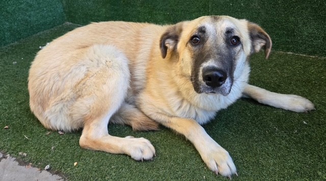 Main Photo of this Dog