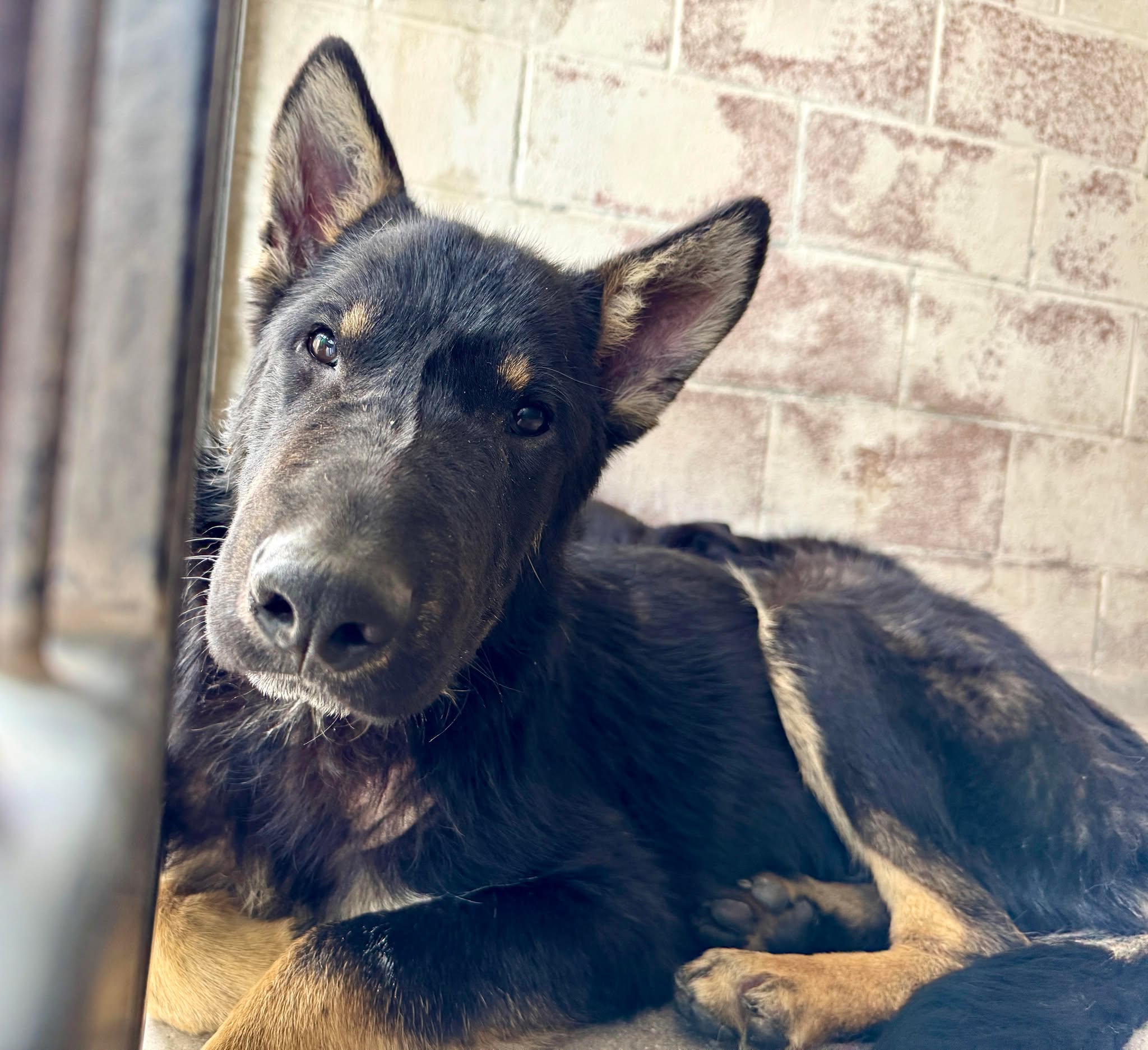 Main Photo of this Dog