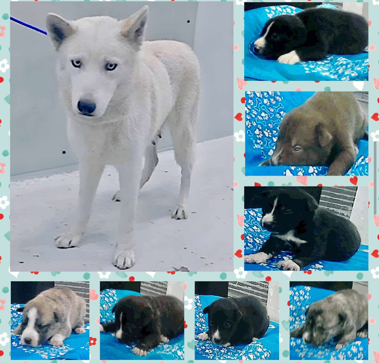 Main Photo of this Dog
