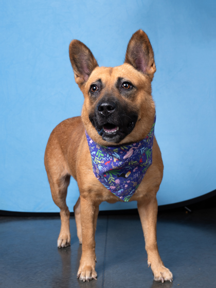 Main Photo of this Dog