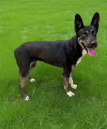 Other Photos of thie Dog