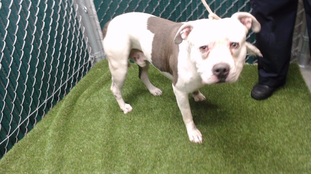 Other Photos of thie Dog