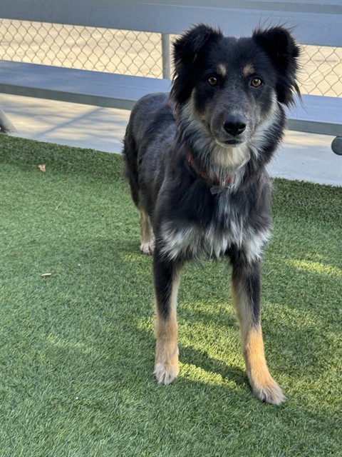 Mama Bear, a German Shepherd, available for adoption