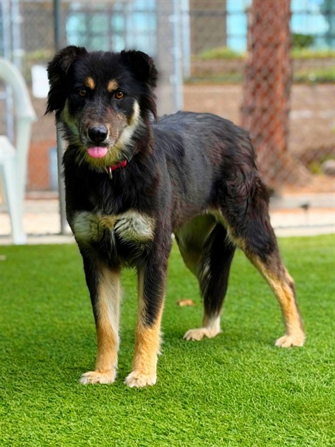 Mama Bear, a German Shepherd, available for adoption