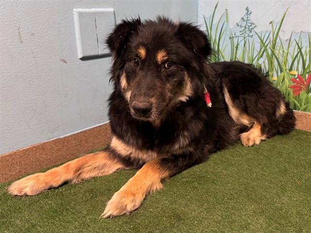 Adoptable pet photo