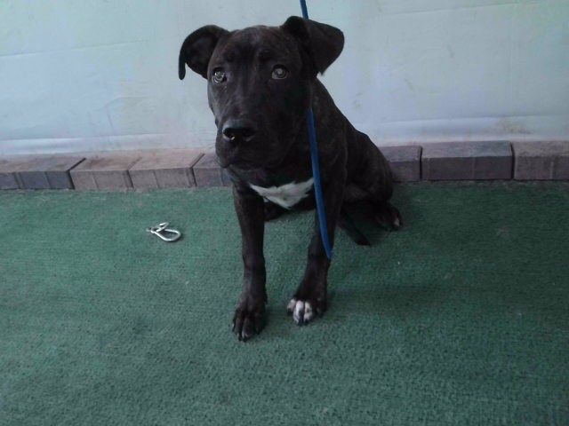 April, a Pit Bull Terrier, available for adoption