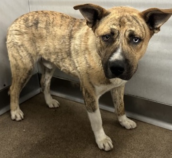 Archie, a Pit Bull Terrier (mix breed), available for adoption