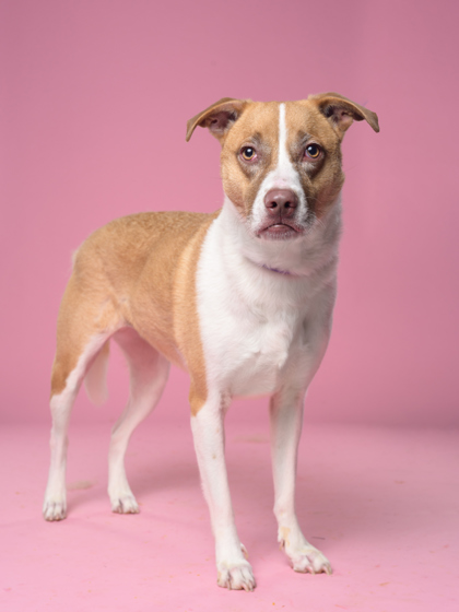 Nyla, a Terrier, available for adoption