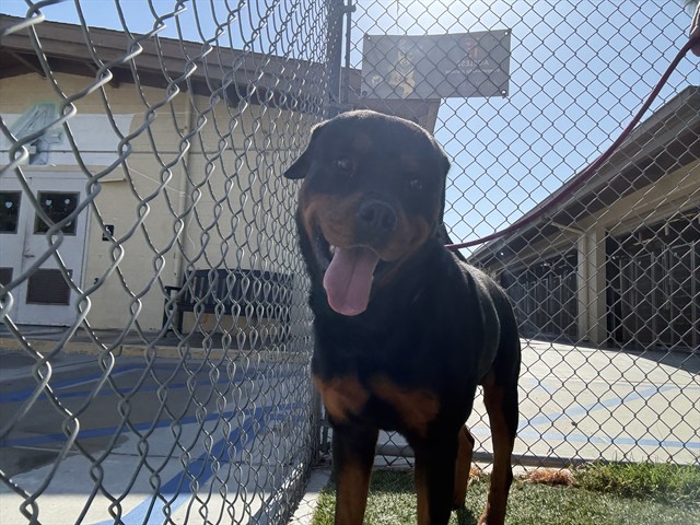 Kane, a Rottweiler, available for adoption