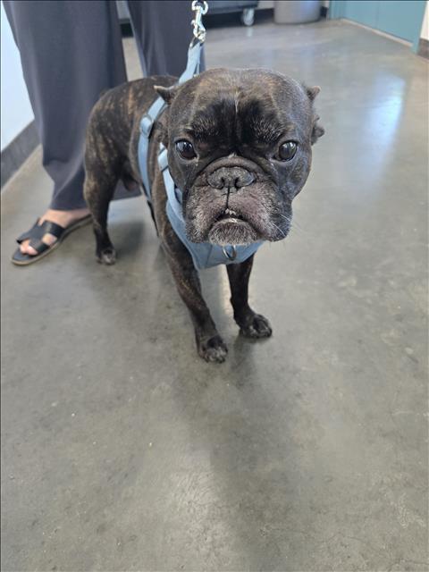 Boogie, a French Bulldog, available for adoption