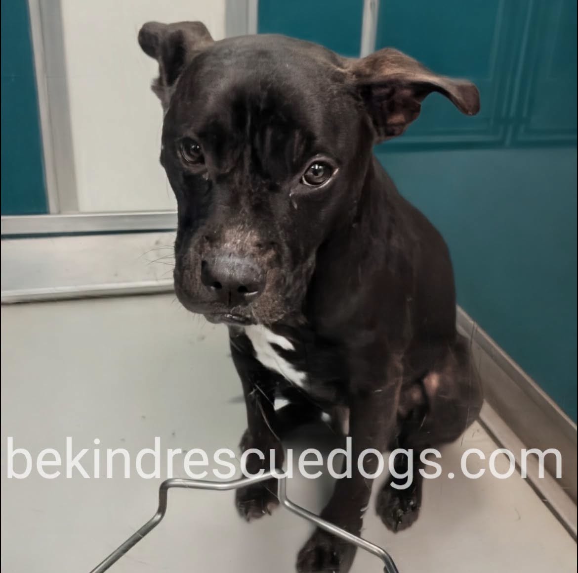 A478336, a American Staffordshire Terrier, available for adoption