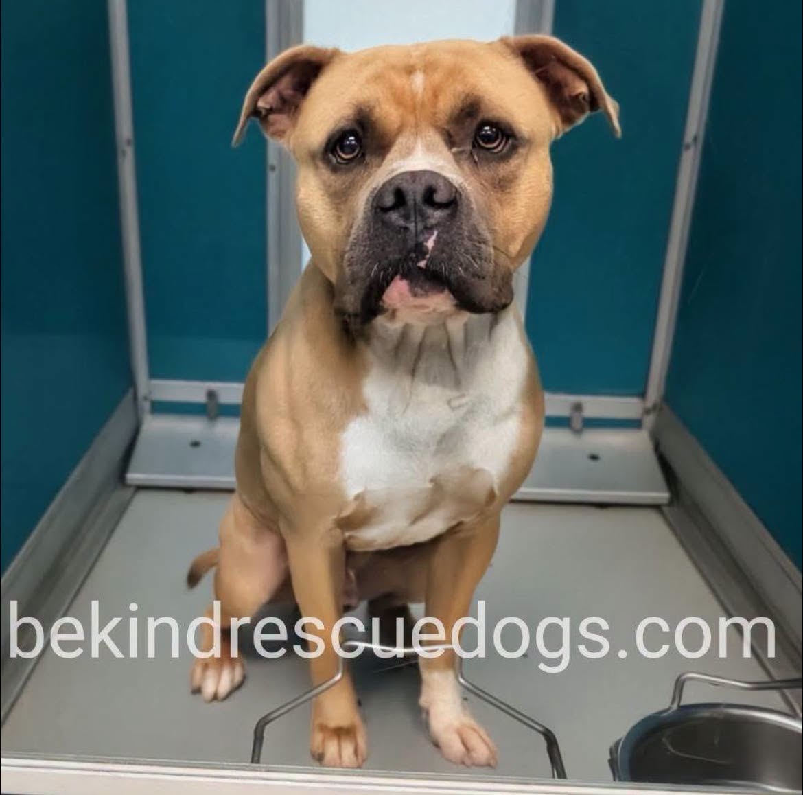 A478134, a American Staffordshire Terrier, available for adoption