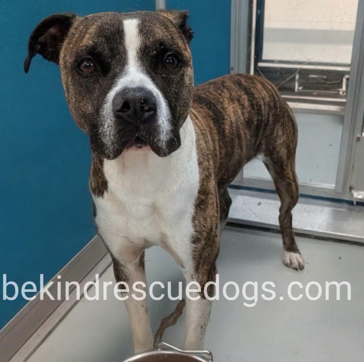 Ollie, a Pit Bull Terrier, available for adoption