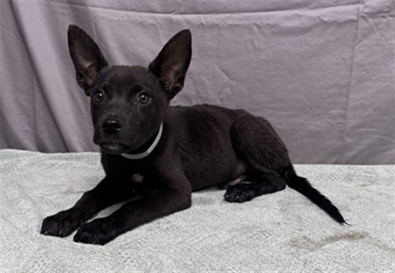 Steve, a German Shepherd, available for adoption