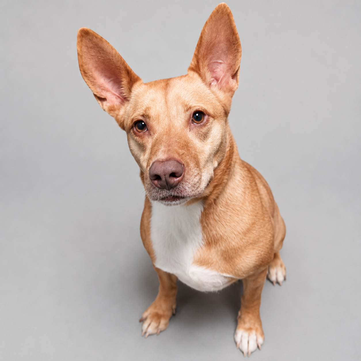 Milly, a American Staffordshire Terrier, available for adoption