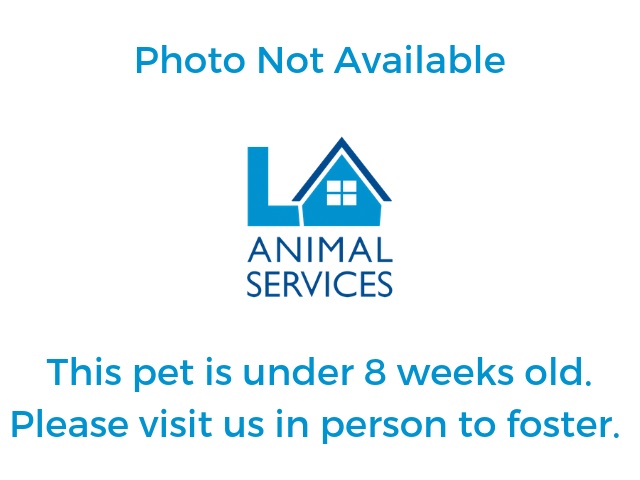 Ace, a Pit Bull Terrier, available for adoption