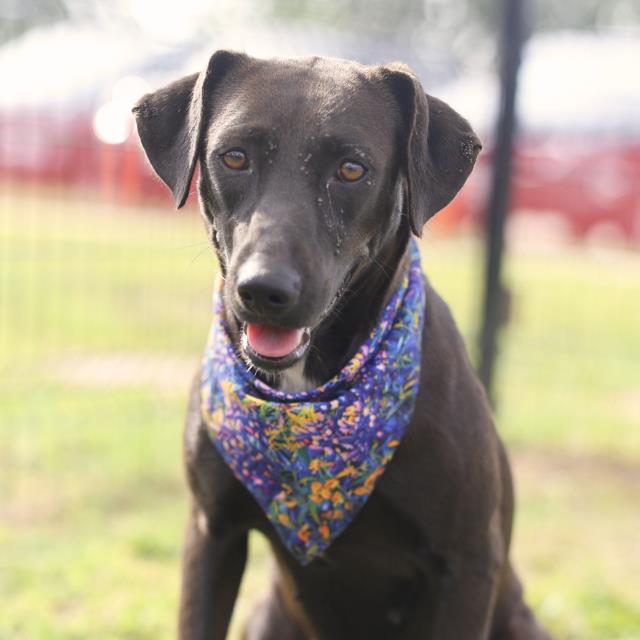 Tina, a Retriever, available for adoption