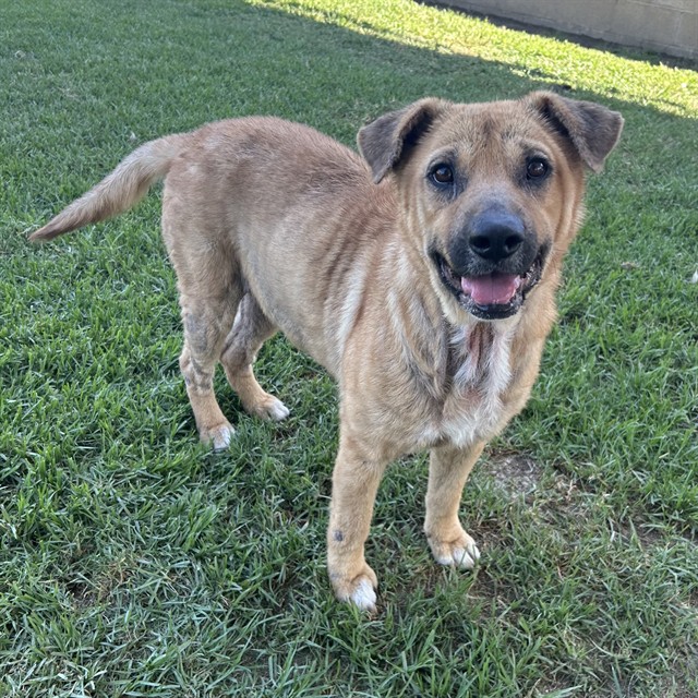 Abigail, a Labrador Retriever (mix breed), available for adoption