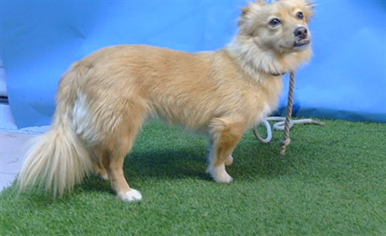 Polo, a Chihuahua, available for adoption