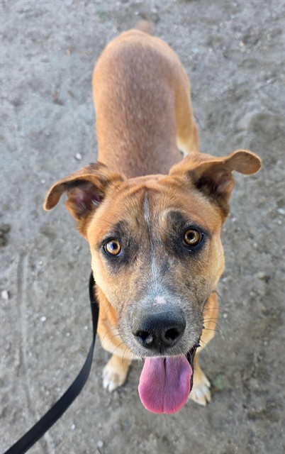 Patricia, a Shepherd (mix breed), available for adoption