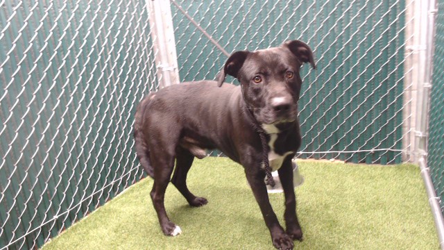 Oreo, a Labrador Retriever, available for adoption