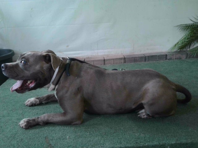 Drako, a Bullmastiff, available for adoption