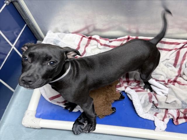 Ziggy, a Staffordshire Bull Terrier (mix breed), available for adoption
