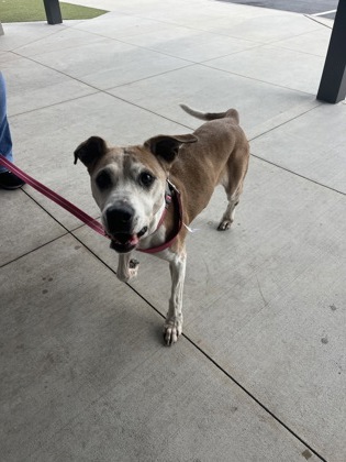 Adoptable pet photo