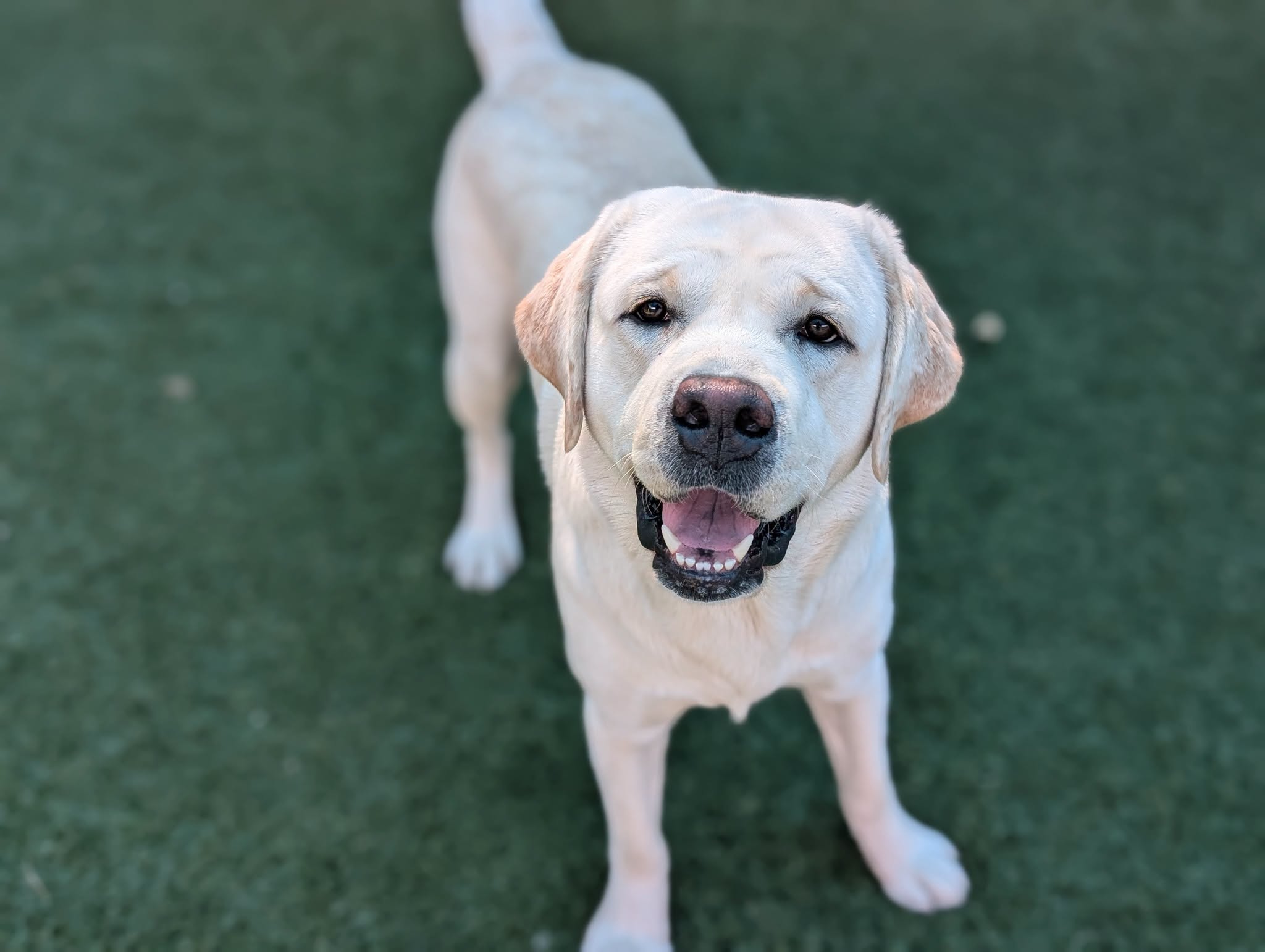 Adoptable pet photo