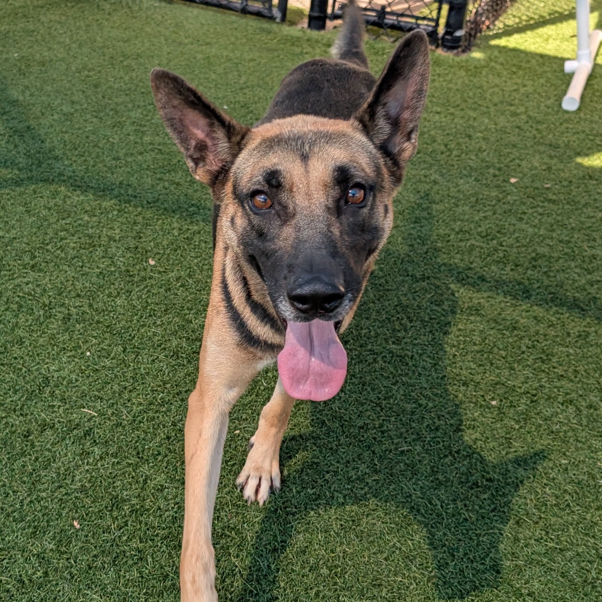Adoptable pet photo