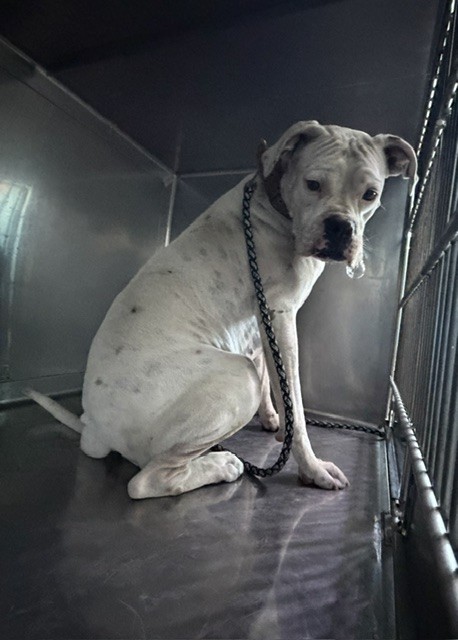 Adoptable pet photo