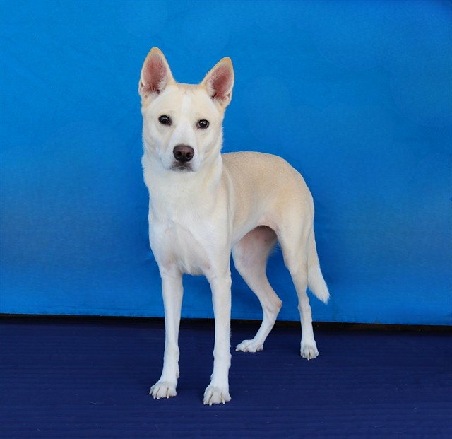Leyve, a Siberian Husky, available for adoption