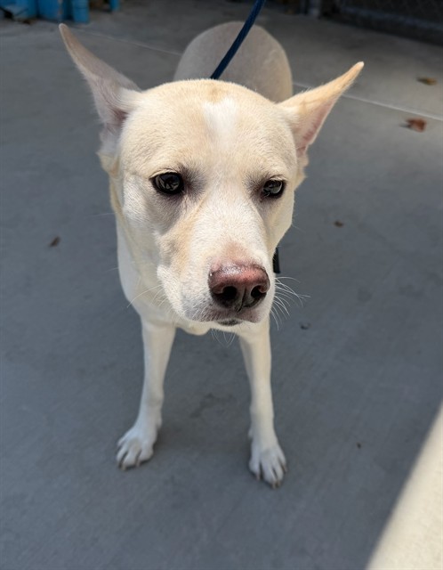 Adoptable pet photo