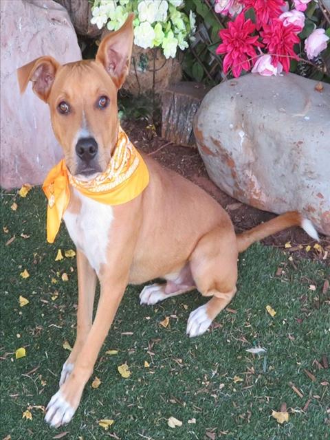 Adoptable pet photo