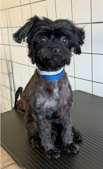 Adoptable pet photo