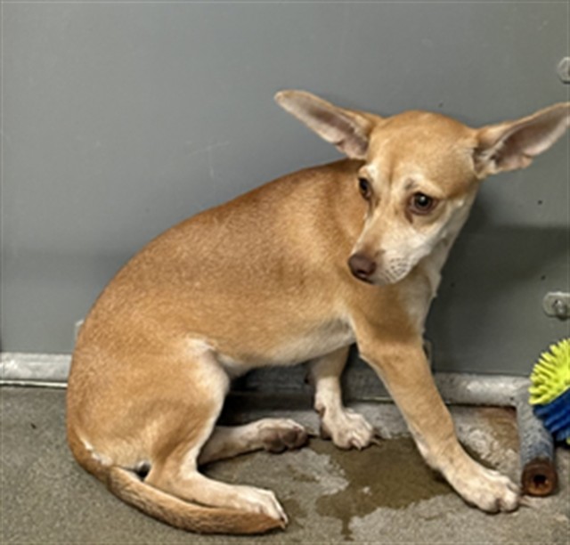 Chihuahua available for adoption