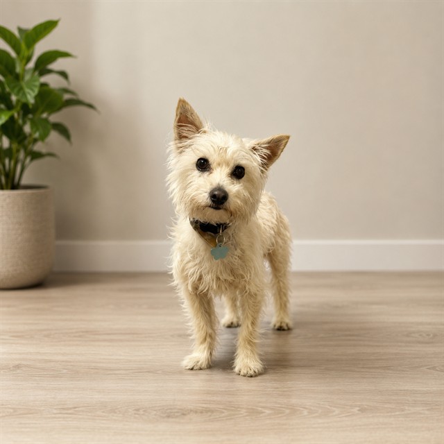 Smokey, a Yorkshire Terrier Yorkie, available for adoption