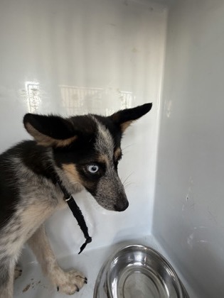 Mochi, a Toy Fox Terrier (mix breed), available for adoption