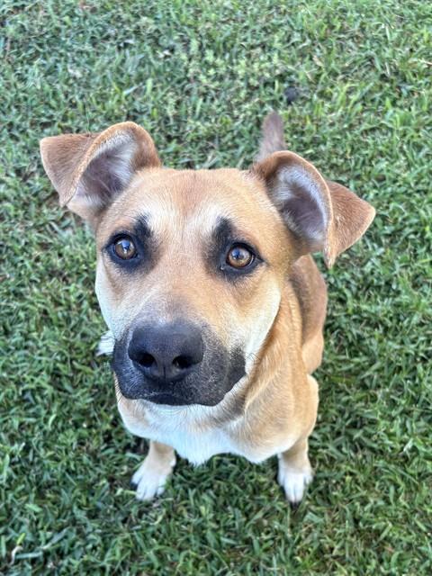 Cider, a German Shepherd (mix breed), available for adoption
