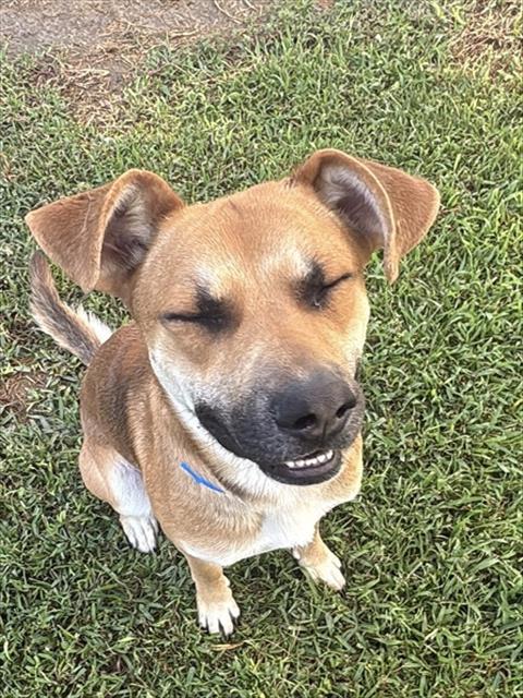 Other Photos of thie Dog