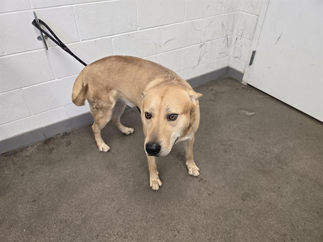 Bear, a Husky (mix breed), available for adoption