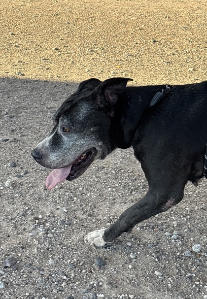 Muriel, a American Staffordshire Terrier, available for adoption