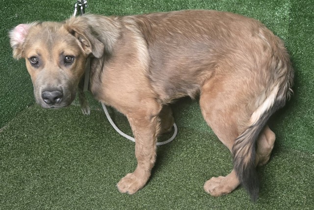 Chocolate, a Siberian Husky, available for adoption