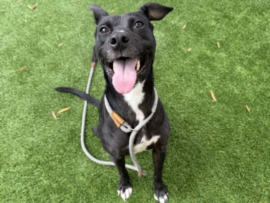 Sunshine, a Pit Bull Terrier, available for adoption