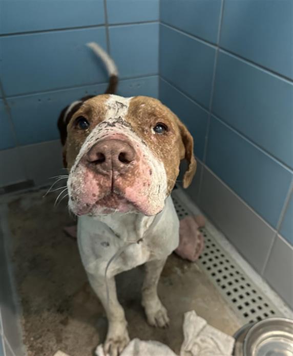 Rico, a Staffordshire Bull Terrier (mix breed), available for adoption